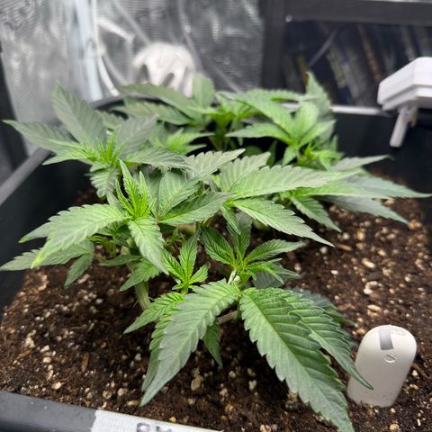 Permanent Marker growlog photo: 13:40