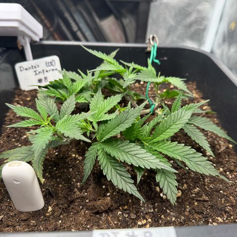 Dante‘s Inferno #8 growlog photo: 13:40