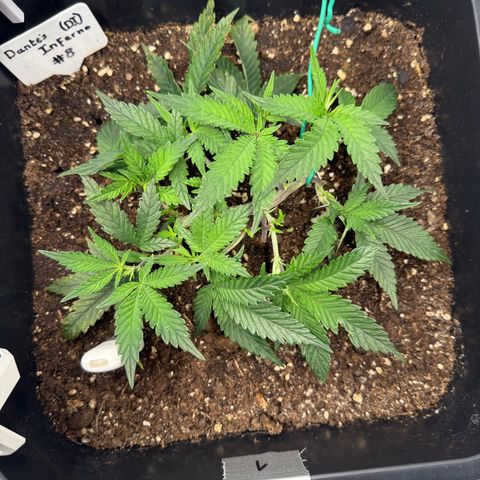 Dante‘s Inferno #8 growlog photo: 13:40