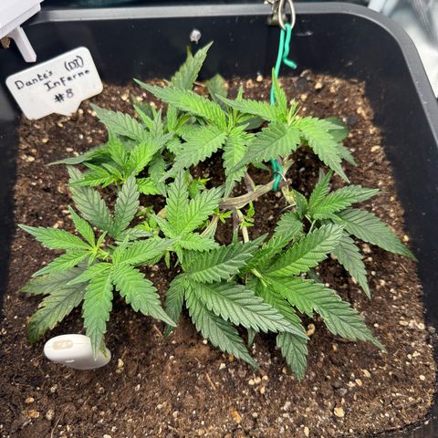 Dante‘s Inferno #8 growlog photo: 13:40