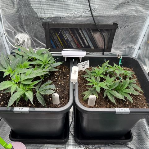Permanent Marker growlog photo: 10:15