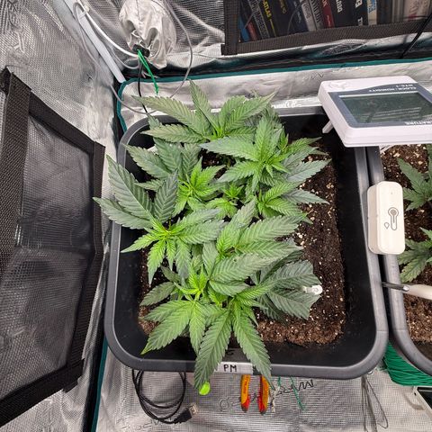 Permanent Marker growlog photo: 10:15