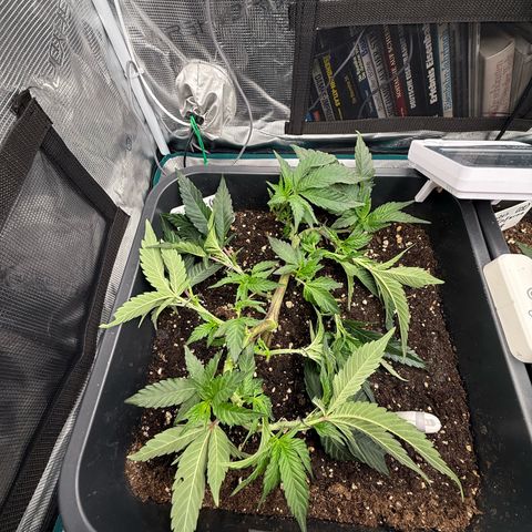 Permanent Marker growlog photo: 10:15