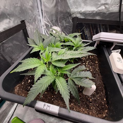 Permanent Marker growlog photo: 10:15