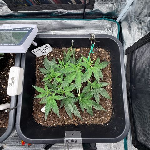 Dante‘s Inferno #8 growlog photo: 10:15
