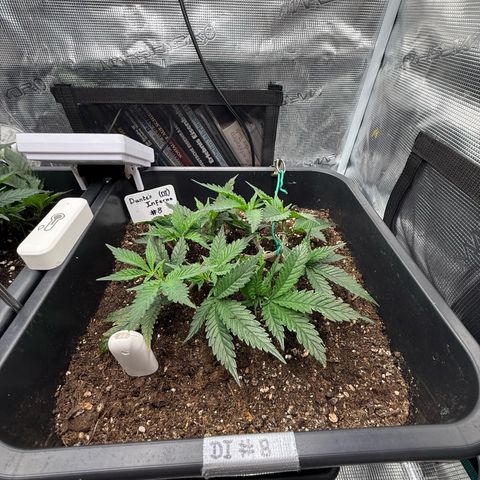 Dante‘s Inferno #8 growlog photo: 10:15