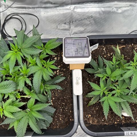 Permanent Marker growlog photo: 10:30