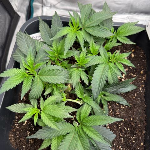 Permanent Marker growlog photo: 10:30