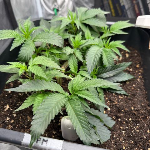 Permanent Marker growlog photo: 10:30