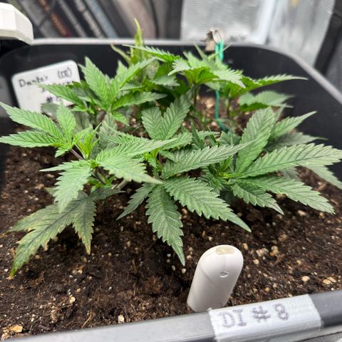 Dante‘s Inferno #8 growlog photo: 10:30