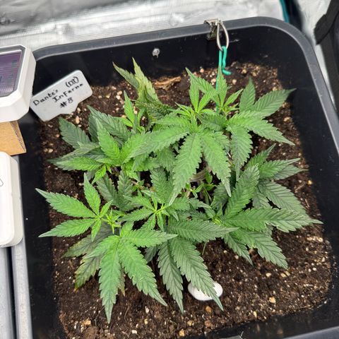 Dante‘s Inferno #8 growlog photo: 10:30