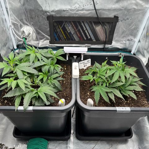 Permanent Marker growlog timeline photo