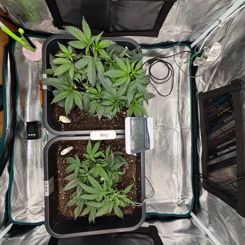 Permanent Marker growlog timeline photo