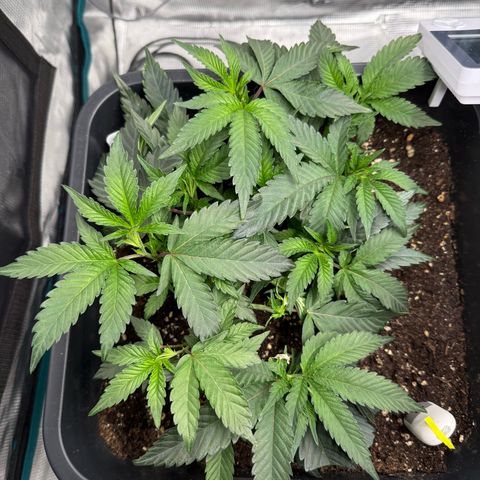Permanent Marker growlog timeline photo