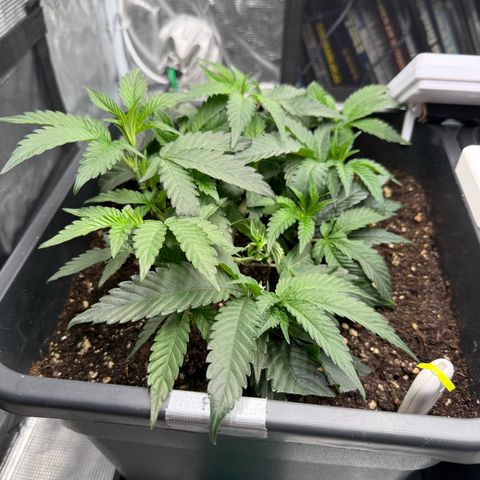 Permanent Marker growlog timeline photo