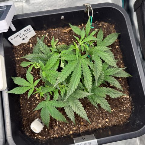 Dante‘s Inferno #8 growlog timeline photo