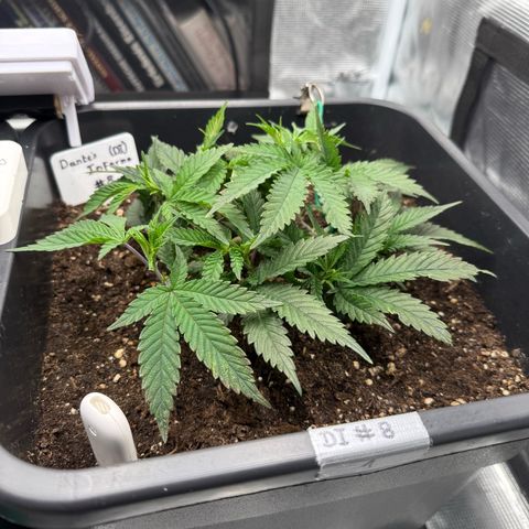 Dante‘s Inferno #8 growlog timeline photo