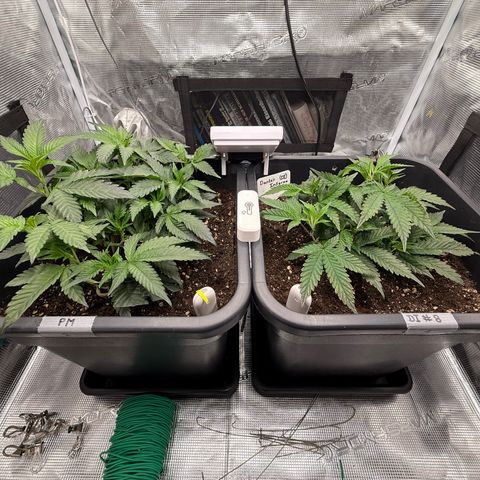 Permanent Marker growlog timeline photo