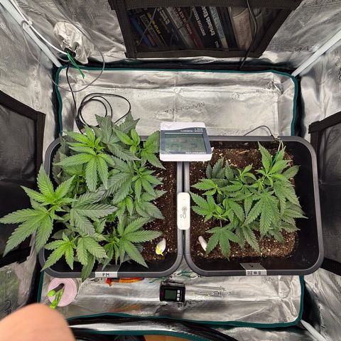 Permanent Marker growlog timeline photo