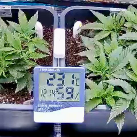 Permanent Marker growlog timeline photo