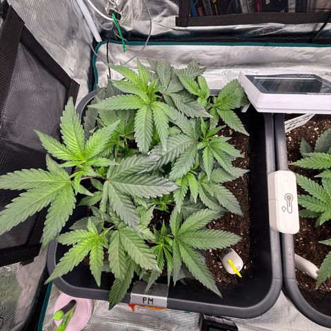 Permanent Marker growlog timeline photo