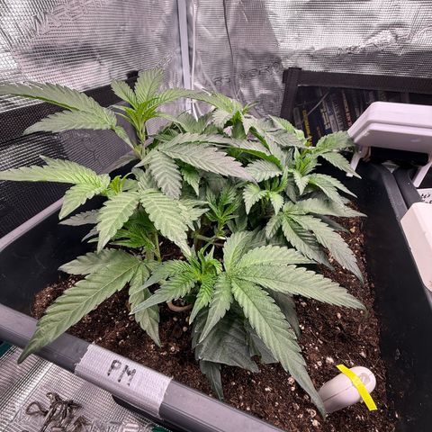 Permanent Marker growlog timeline photo
