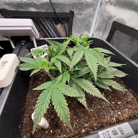 Dante‘s Inferno #8 growlog timeline photo