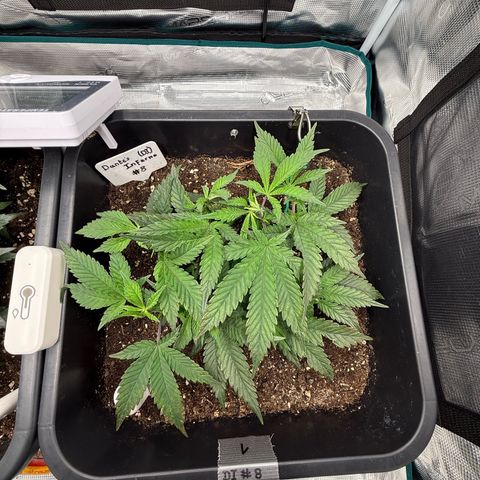 Dante‘s Inferno #8 growlog timeline photo