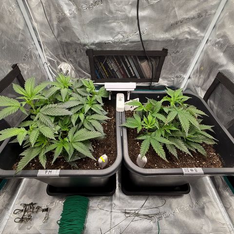 Permanent Marker growlog photo: 10:30