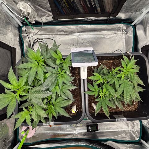 Permanent Marker growlog photo: 10:30