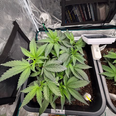 Permanent Marker growlog photo: 10:30