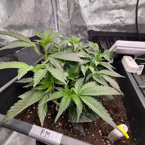 Permanent Marker growlog photo: 10:30