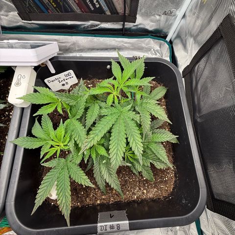 Dante‘s Inferno #8 growlog photo: 10:30