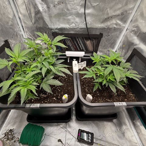 Permanent Marker growlog photo: 8:45