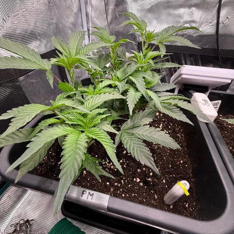 Permanent Marker growlog photo: 8:45