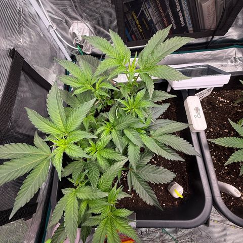 Permanent Marker growlog photo: 8:45