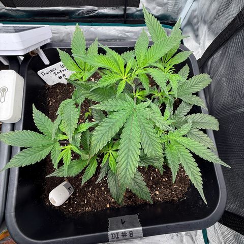 Dante‘s Inferno #8 growlog photo: 8:45