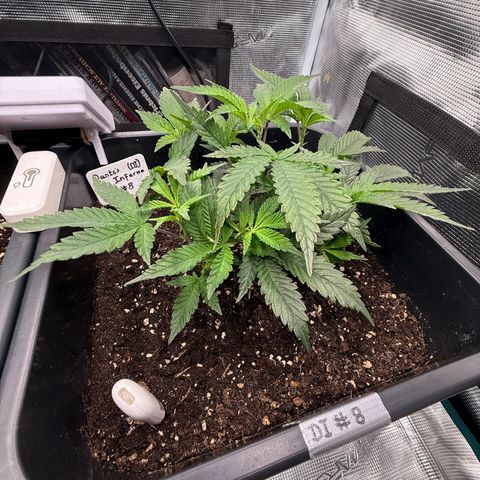 Dante‘s Inferno #8 growlog photo: 8:45