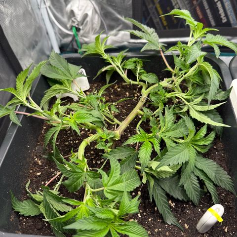 Permanent Marker growlog photo: 9:55