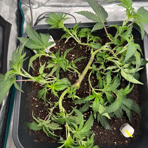 Permanent Marker growlog photo: 9:55