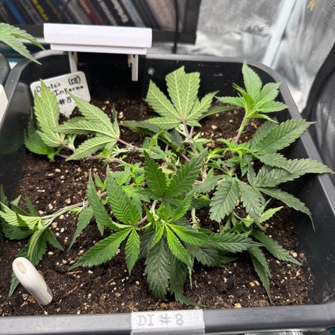 Dante‘s Inferno #8 growlog photo: 9:55