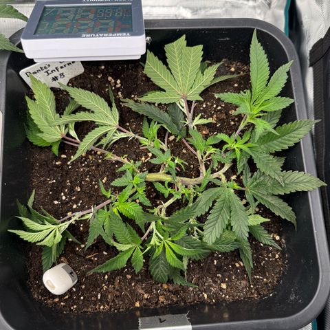 Dante‘s Inferno #8 growlog photo: 9:55