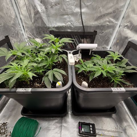Permanent Marker growlog photo: 10:30