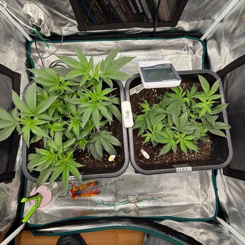 Permanent Marker growlog photo: 10:30