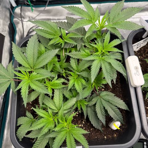 Permanent Marker growlog photo: 10:30