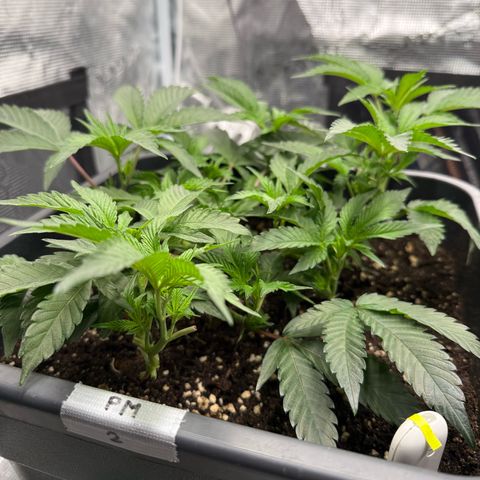 Permanent Marker growlog photo: 10:30
