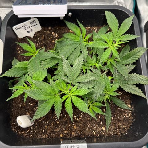 Dante‘s Inferno #8 growlog photo: 10:30
