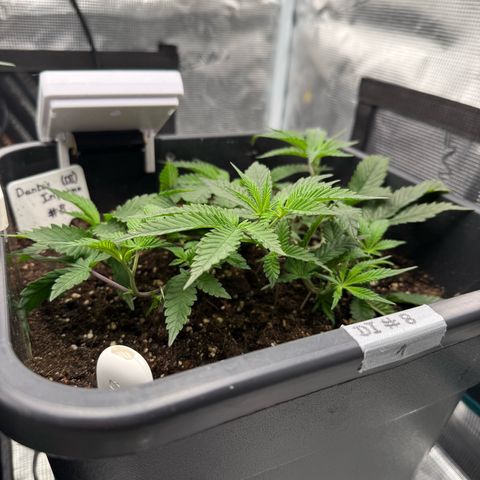 Dante‘s Inferno #8 growlog photo: 10:30