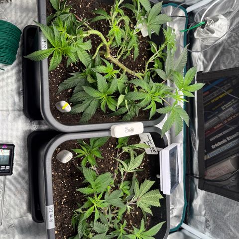 Permanent Marker growlog timeline photo