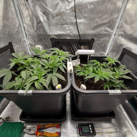 Permanent Marker growlog photo: 9:00